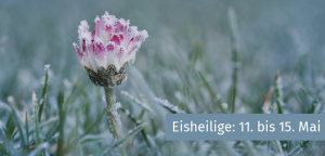 Frost an den Eisheiligen