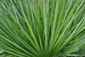 Der Palmwedel symbolisiert die Ankunft Jesus' in Jerusalem Grüne Palmenwedel