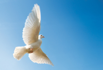 Weiße Taube zu Pfingsten am Himmel Fliegende, weiße Taube an Pfingsten
