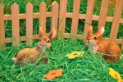 Der Überlieferung nach bringt der Osterhase die Ostereier