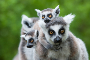 Madagaskar Lemuren