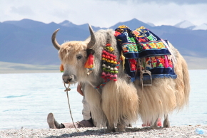 Tibet Yak