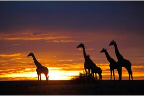 Giraffen in Kenia